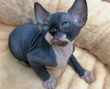 Sphynx Cats For Sale