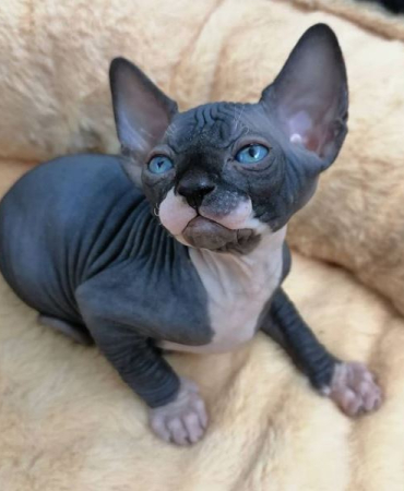 Sphynx Cats For Sale