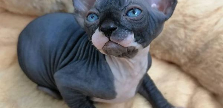 Sphynx Cats For Sale