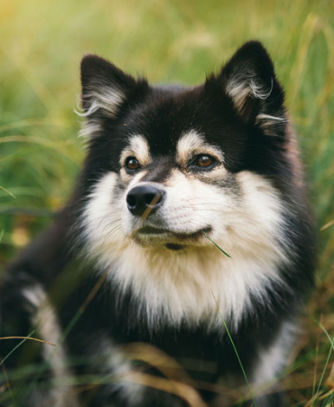 Black German Shepherd