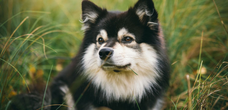 Black German Shepherd