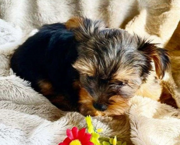 Benson Male Yorkshire Terrier puppy