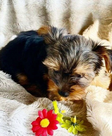 Benson Male Yorkshire Terrier Puppy