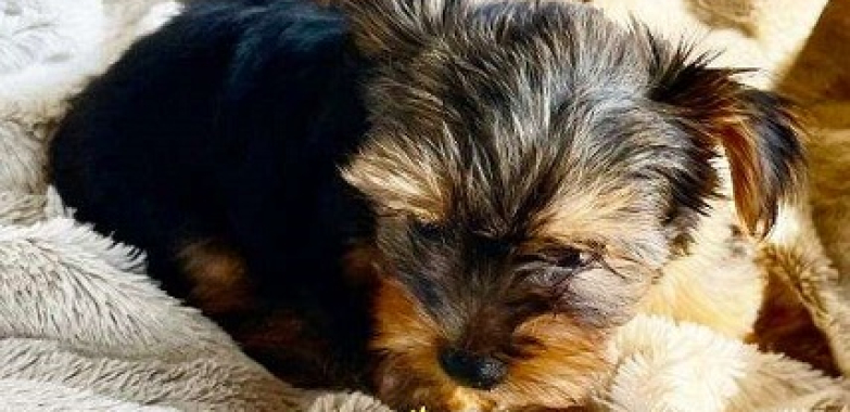 Benson Male Yorkshire Terrier puppy
