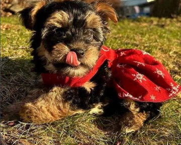 Small Female Yorkie for Rehoming