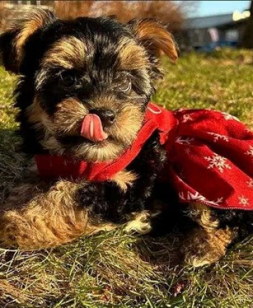 Small Female Yorkie For Rehoming