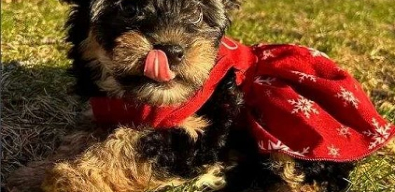 Small Female Yorkie for Rehoming