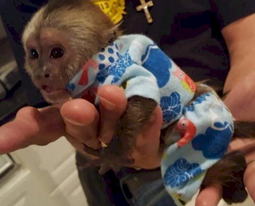 Female Capuchin Monkey for Sale