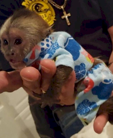 Female Capuchin Monkey For Sale