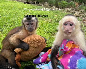 Lovely Pet Capuchin Monkeys for Sale