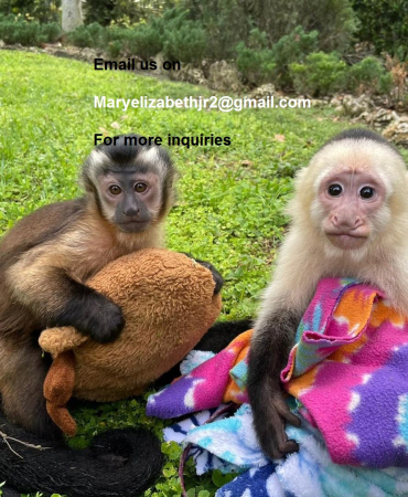 Lovely Pet Capuchin Monkeys For Sale