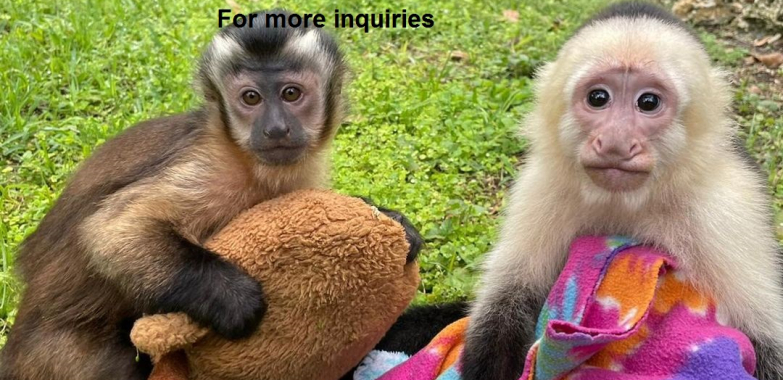Lovely Pet Capuchin Monkeys for Sale