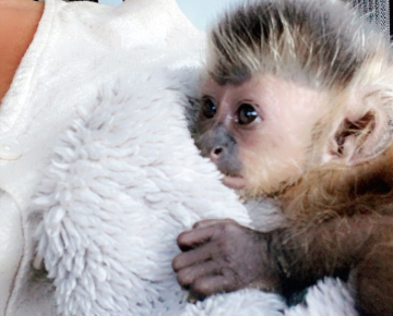 Baby Capuchin Monkeys for Sale