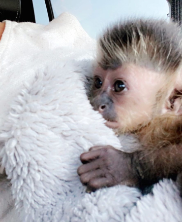 Baby Capuchin Monkeys For Sale