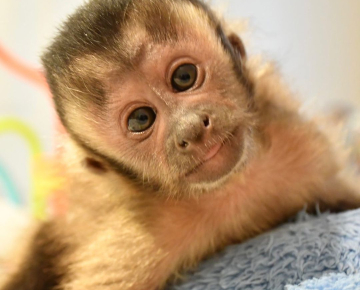 Home Raised Capuchin Monkeys for Sale