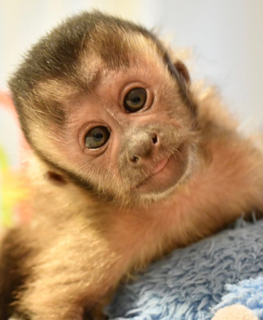 Home Raised Capuchin Monkeys For Sale