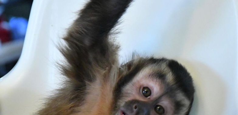 2 Weeks Baby Capuchin Monkeys for Sale
