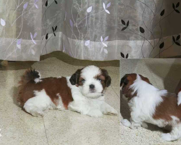 shih tzu puppies imported quality