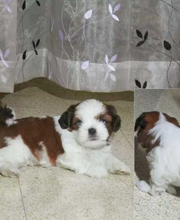 Shih Tzu Puppies Imported Quality