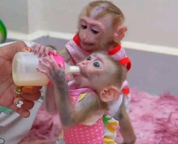 Best single female raise baby Macaque monkeys for sale