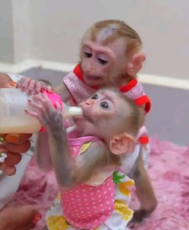 Best Single Female Raise Baby Macaque Monkeys For Sale