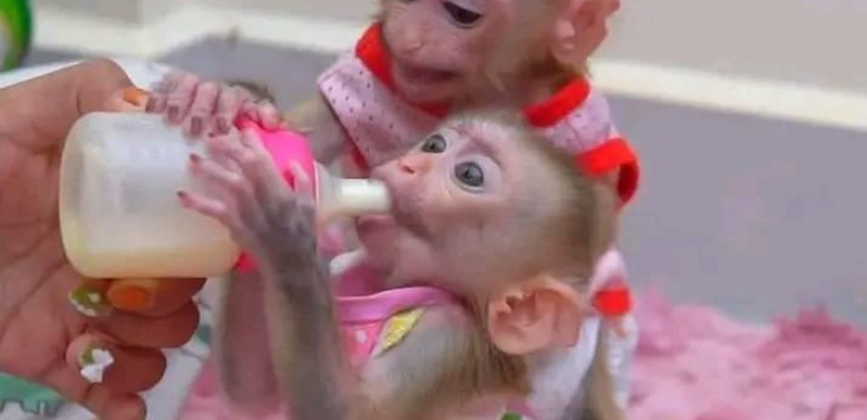 Best single female raise baby Macaque monkeys for sale
