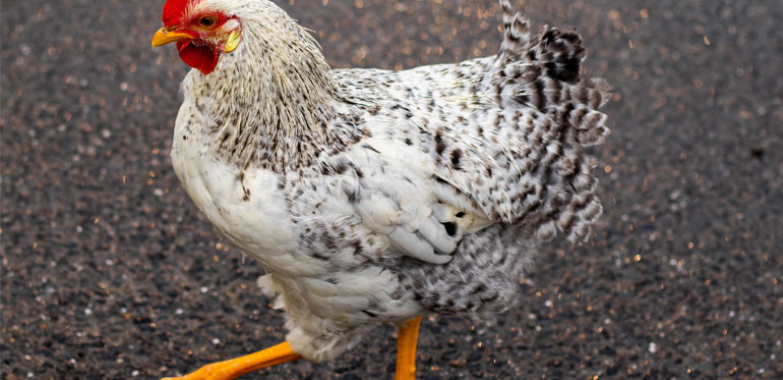 Golden Misri Hens