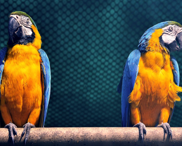 Blue Macaw Parrot