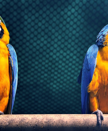 Blue Macaw Parrot