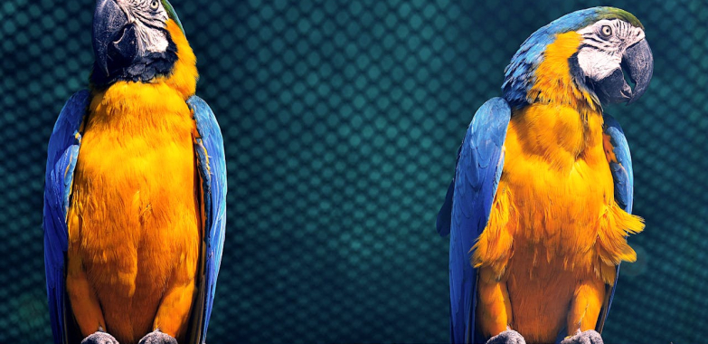 Blue Macaw Parrot