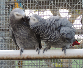 Congo African Grey Parrots for sale USA