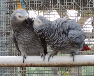 Congo African Grey Parrots for sale USA