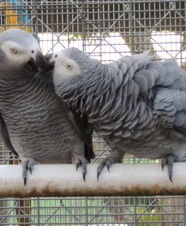 Congo African Grey Parrots For Sale Usa