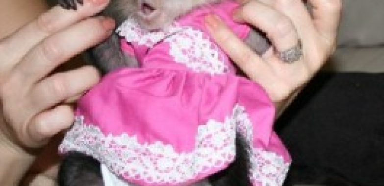 Male and Female Capuchin Monkeys