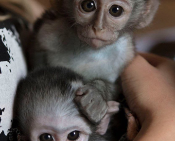 Beautiful capuchin and marmosets monkeys