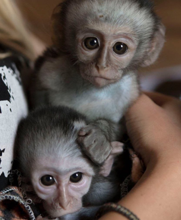 Beautiful Capuchin And Marmosets Monkeys