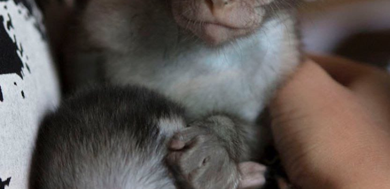 Beautiful capuchin and marmosets monkeys