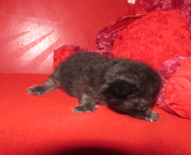 ragdoll kittens for sale.