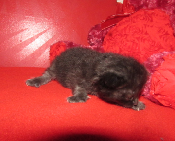 ragdoll kittens for sale.