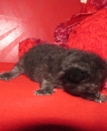 Ragdoll Kittens For Sale.