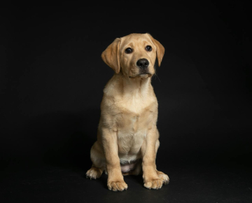 Labrador Retriever Puppy