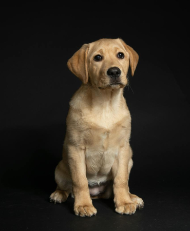 Labrador Retriever Puppy