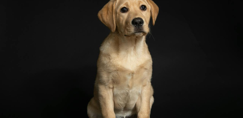 Labrador Retriever Puppy