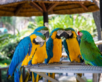 Macaw Parrot