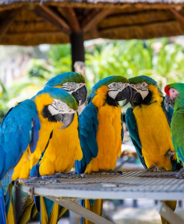 Macaw Parrot