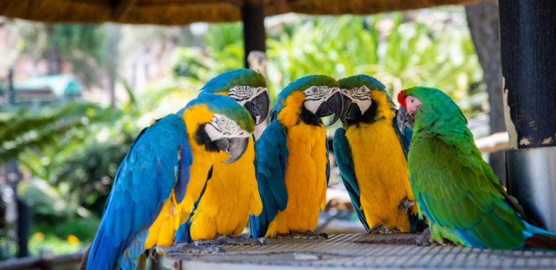Macaw Parrot