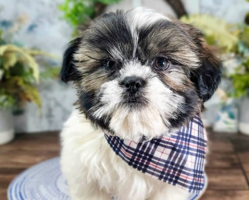 Shih Tzu Puppy in Florida