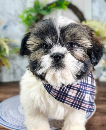 Shih Tzu Puppy In Florida