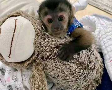 Cute Capuchin Monkey