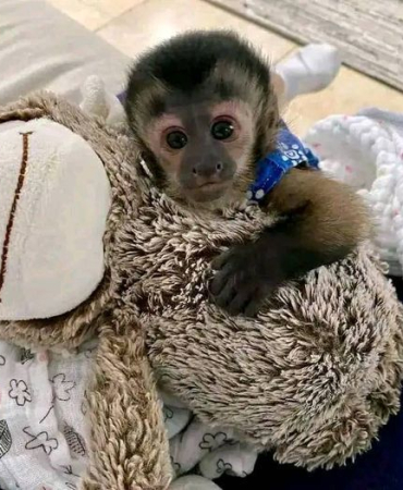 Cute Capuchin Monkey